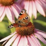 Echinacea-planten: Detaljeret guide til fordele og anvendelser
